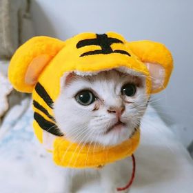 Curly Hair Pet Hat Cat Funny Dress Up Pet Products (Option: Tiger-Average Size)