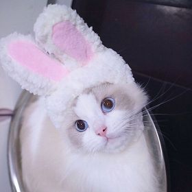 Curly Hair Pet Hat Cat Funny Dress Up Pet Products (Option: White Rabbit-Average Size)