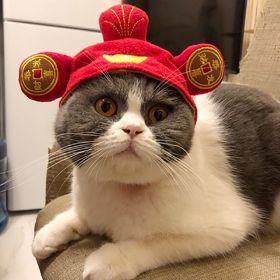 Curly Hair Pet Hat Cat Funny Dress Up Pet Products (Option: God of Wealth-Average Size)