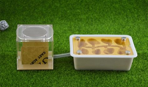 Pet Ant Flat Plaster Nest (Option: Nest feeding box)