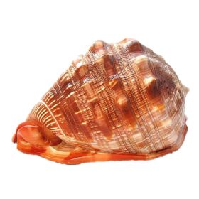 Natural Super Large Wanbao Snail French Snail Large Conch Landscaping (Option: Conch-12to13cm)